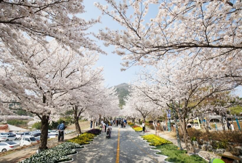 고창-벚꽃-축제-벚꽃길