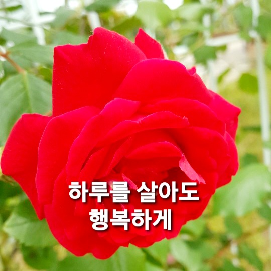  [좋은글]하루를 살아도 행복하게~