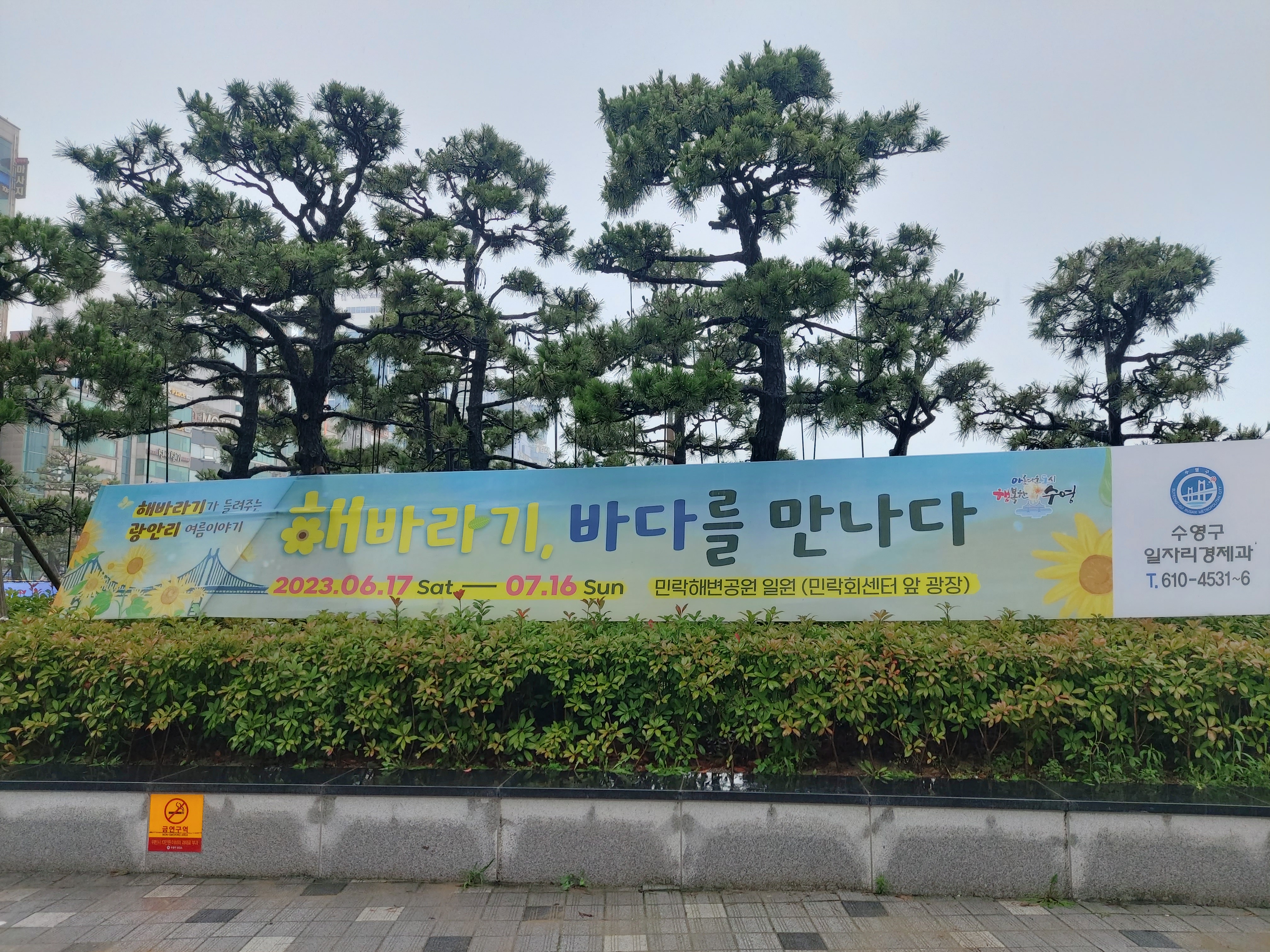 해바라기