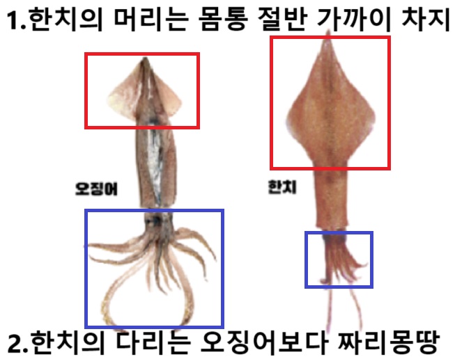 한치-오징어-차이점