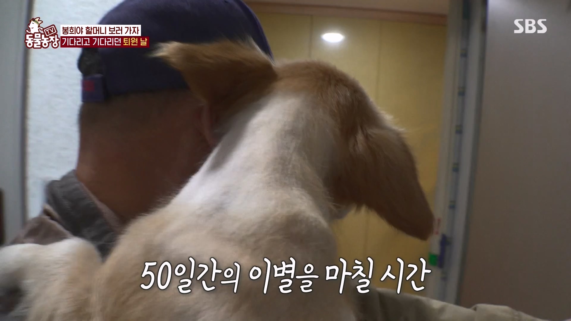 TV 동물농장.E1151.231224p-NEXT.mp4_20231224_154147.691.jpg