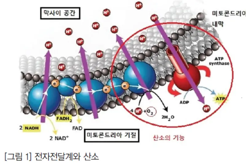 전자전달계-작동원리