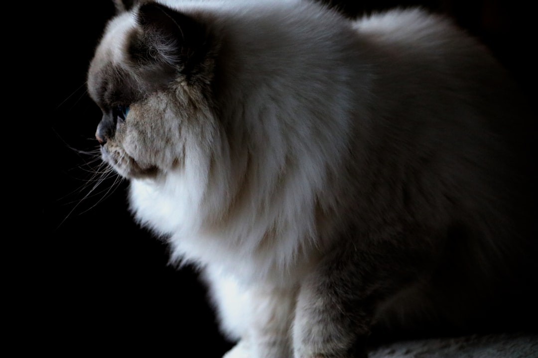 Chat.