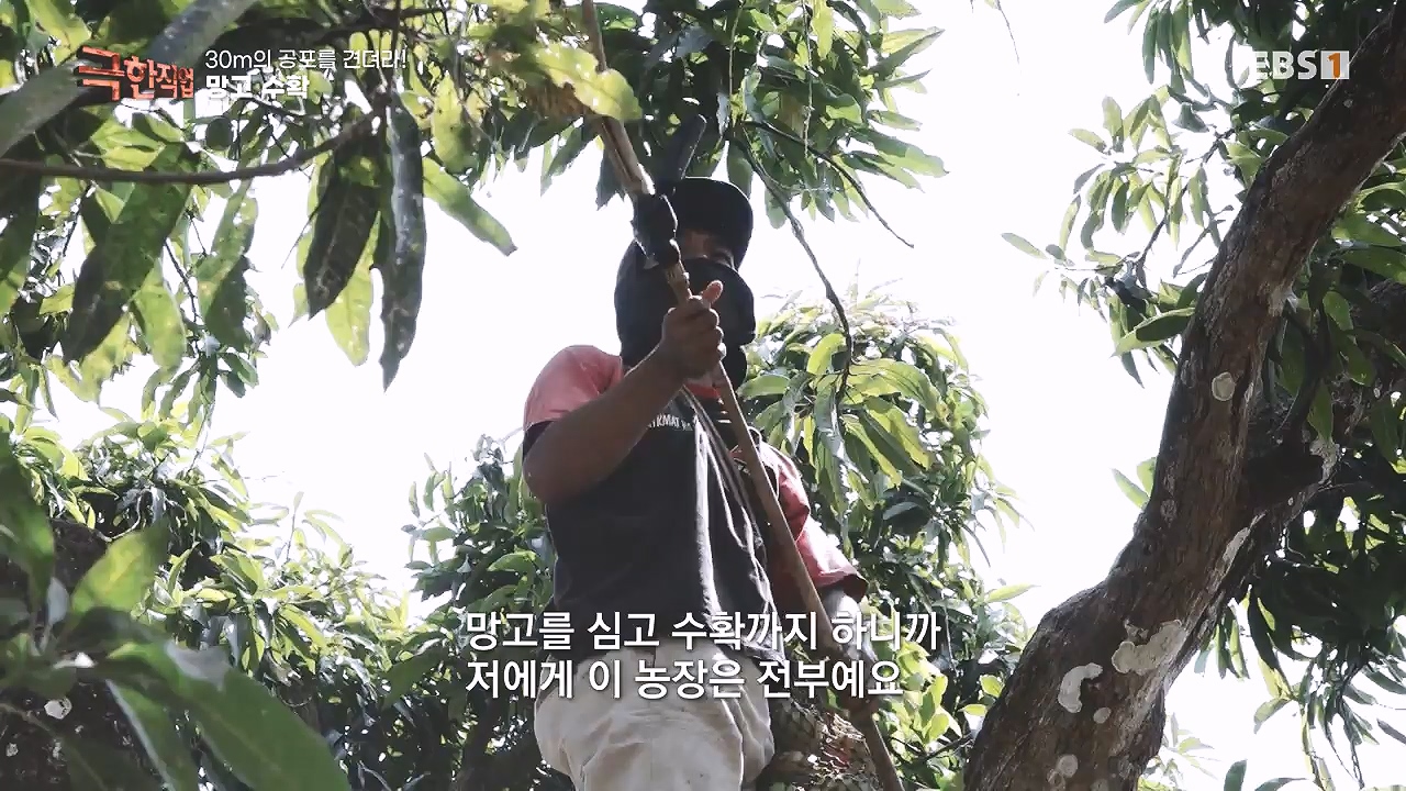 TV - 전 국민의 평생학교 EBS30m의 공포를 견뎌라! 인도네시아 열대과일 수확.mp4_20240103_200553.582.jpg