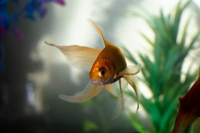 큰 물고기꿈, 황금색 물고기 꿈 등. 물고기 꿈 해몽