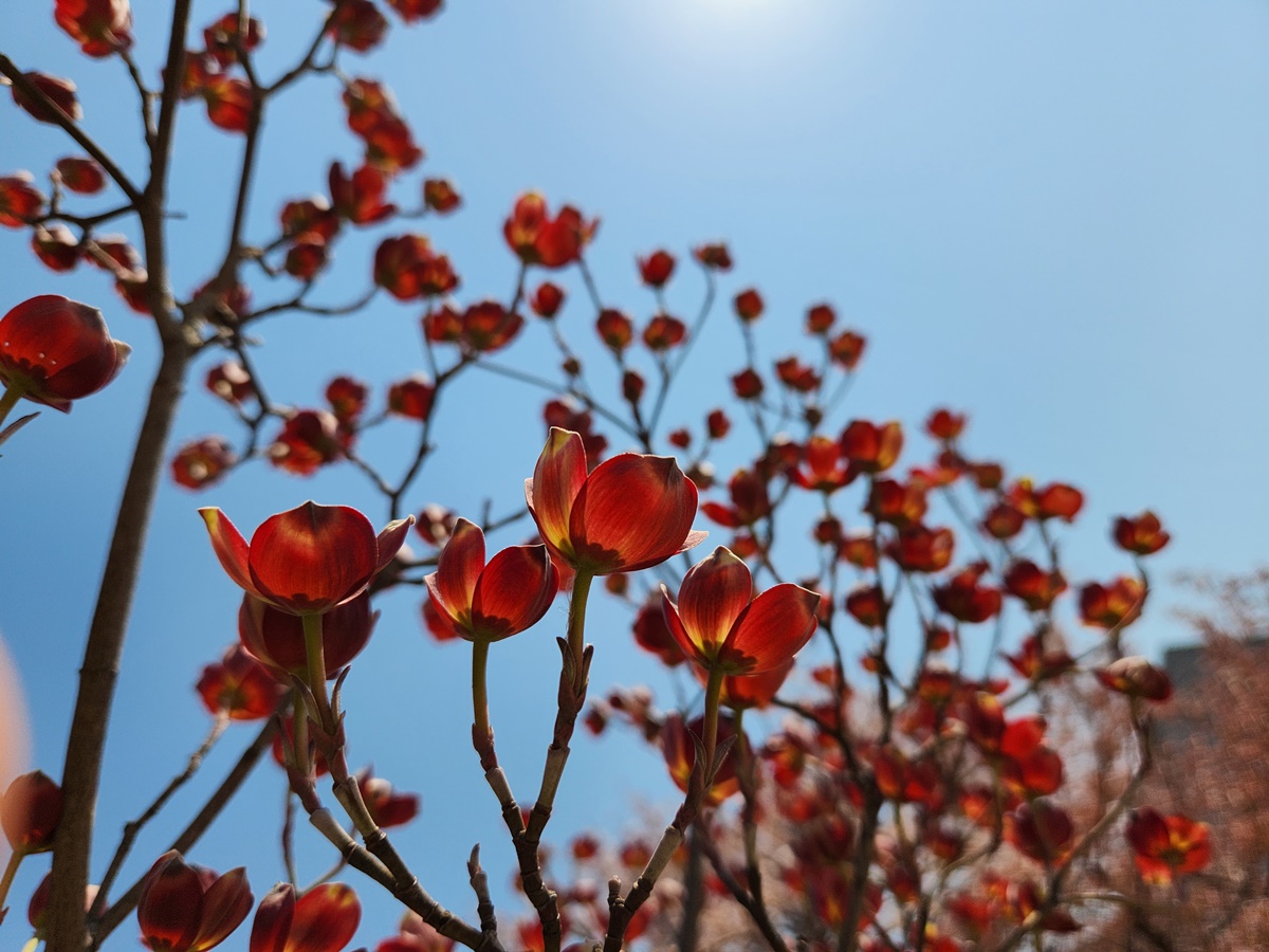 꽃산딸나무