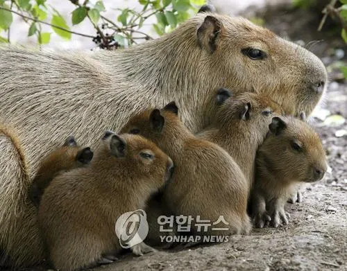 카피바라 가격 키우기 분양 수명 먹이 성격 종류_6