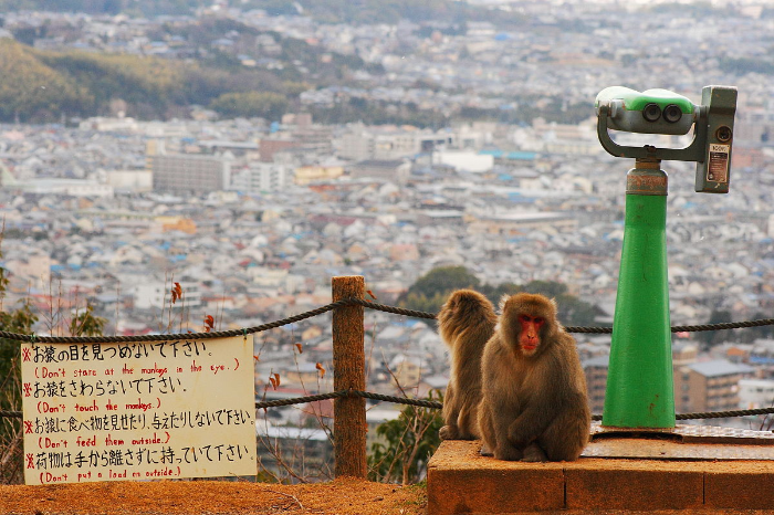 아라시야마 멍키 파크 Arashiyama Monkey Park Iwatayama