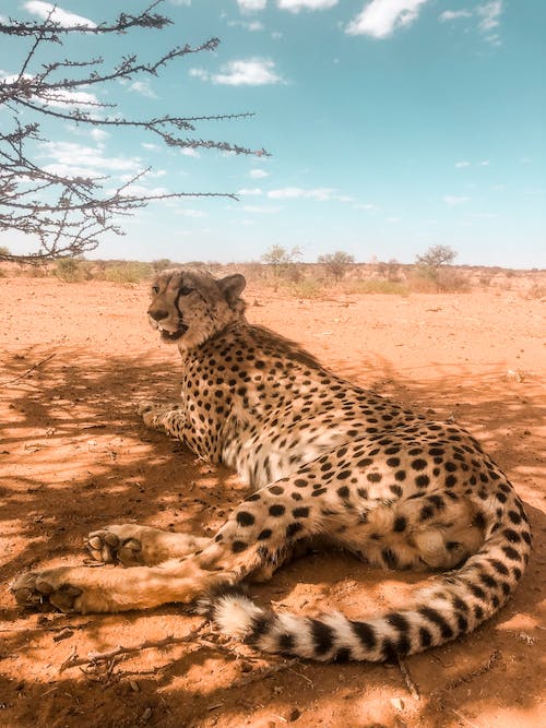  이색 여행 7탄! Sossusvlei, Namibia