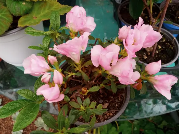 아잘레아