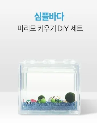 마리모 키우기 세트 밥 번식 먹이 죽음_6