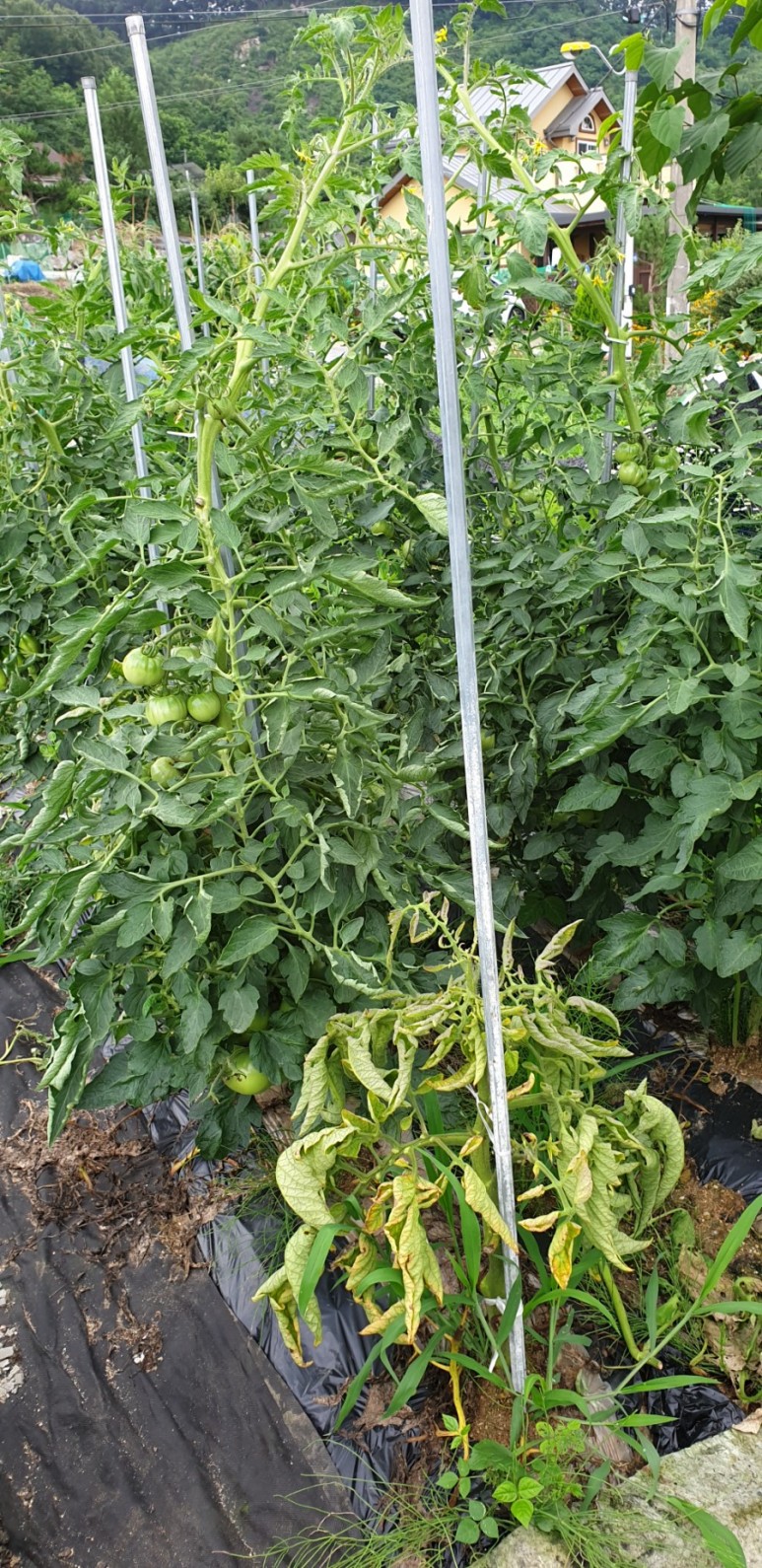 고추 ...모두싹 살포 물에 잠긴 6