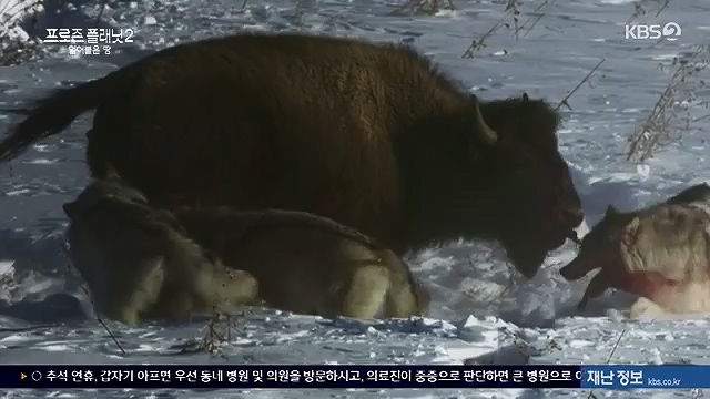 스페셜 추석 특선다큐 프로즌 플래닛 2 얼어붙은 땅.mp4_20240916_155042.217.jpg