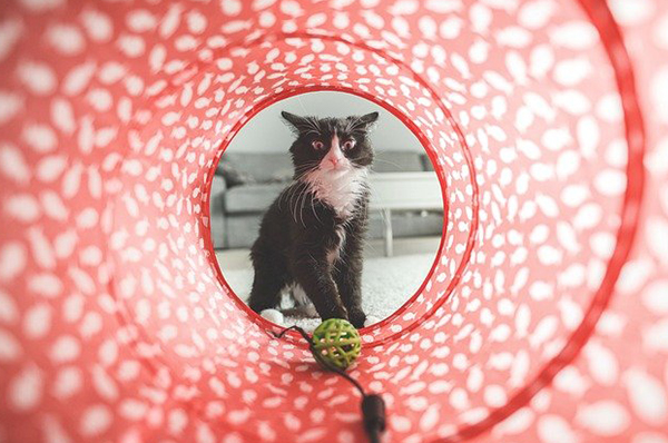  고양이 장난감의 종류에는 어떤 것들이 있을까? 함께 알아보아요 (๑˘ꇴ˘๑)