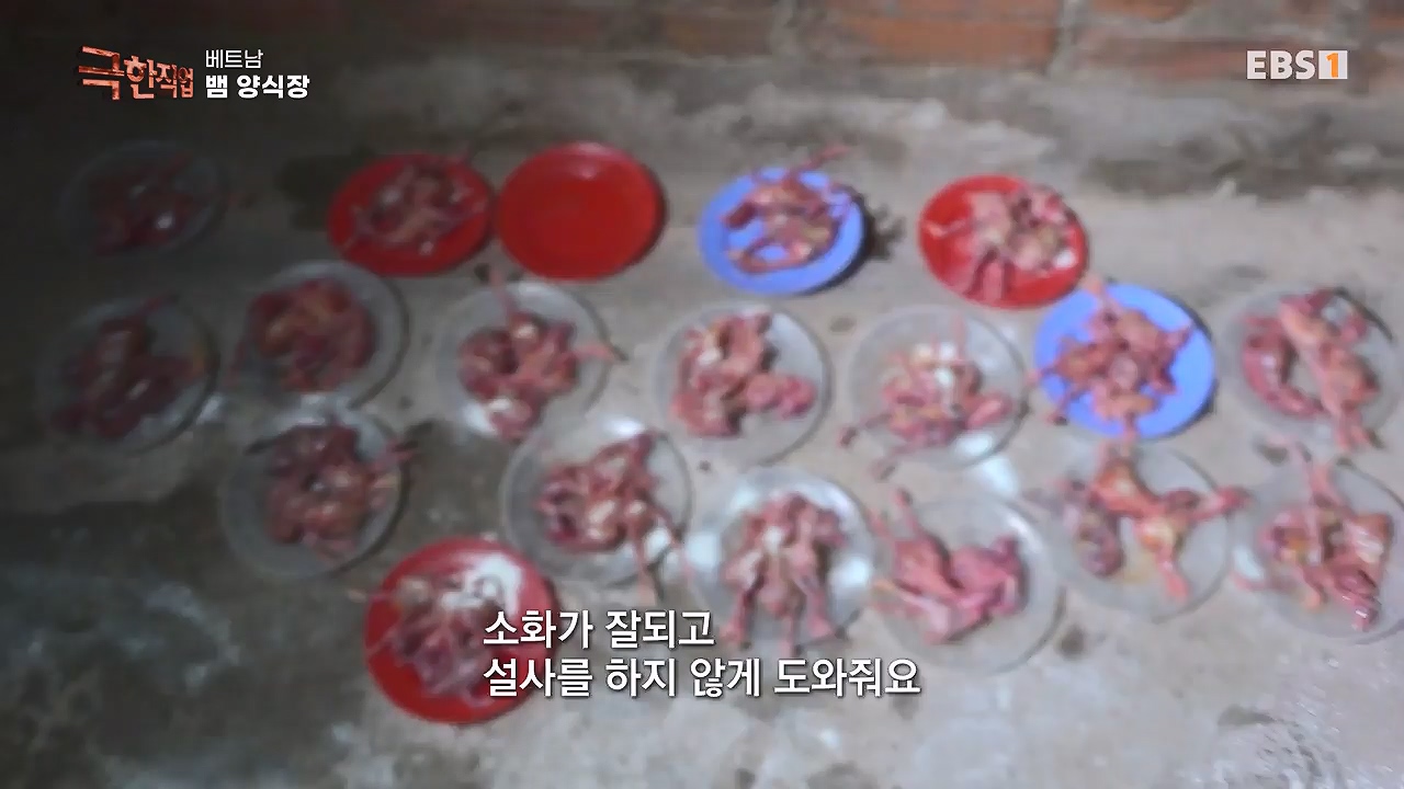 TV - 전 국민의 평생학교 EBS베트남 뱀 마을 사람들.mp4_20240615_170535.256.jpg
