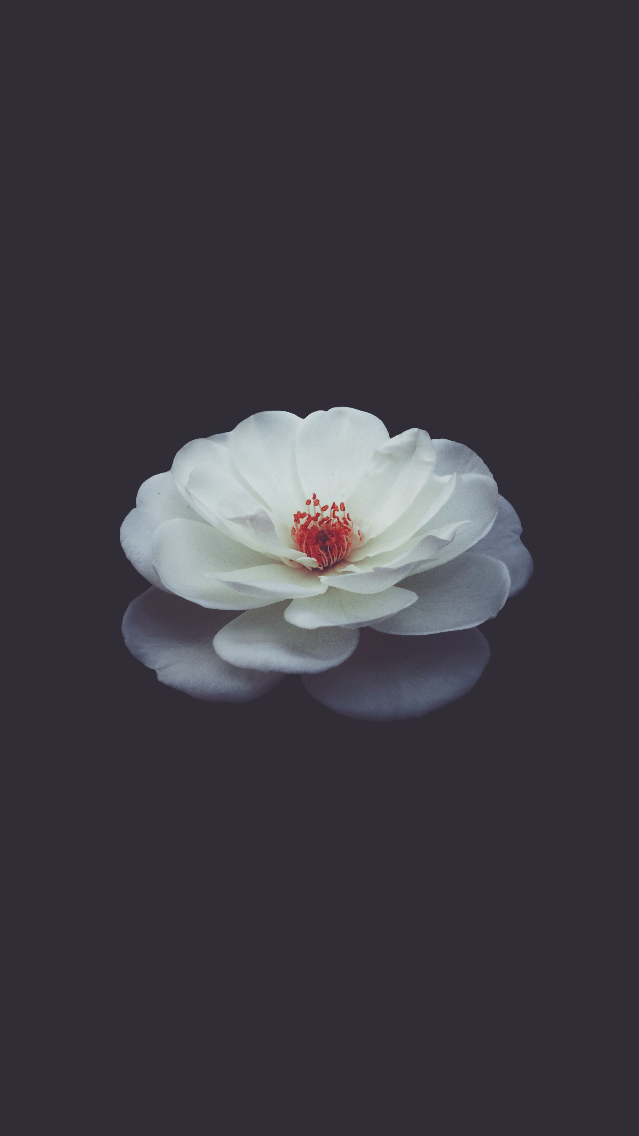  동백 // 백준 파이썬 10872번 팩토리얼