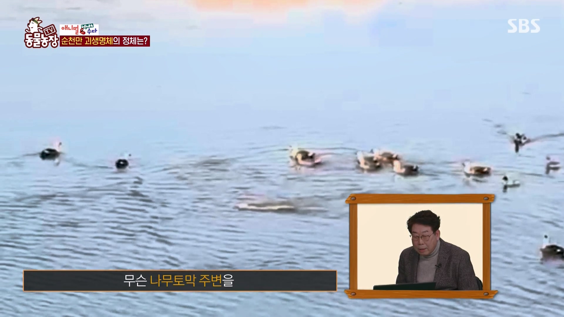 TV 동물농장.E1164.240324p-NEXT.mp4_20240324_170342.770.jpg