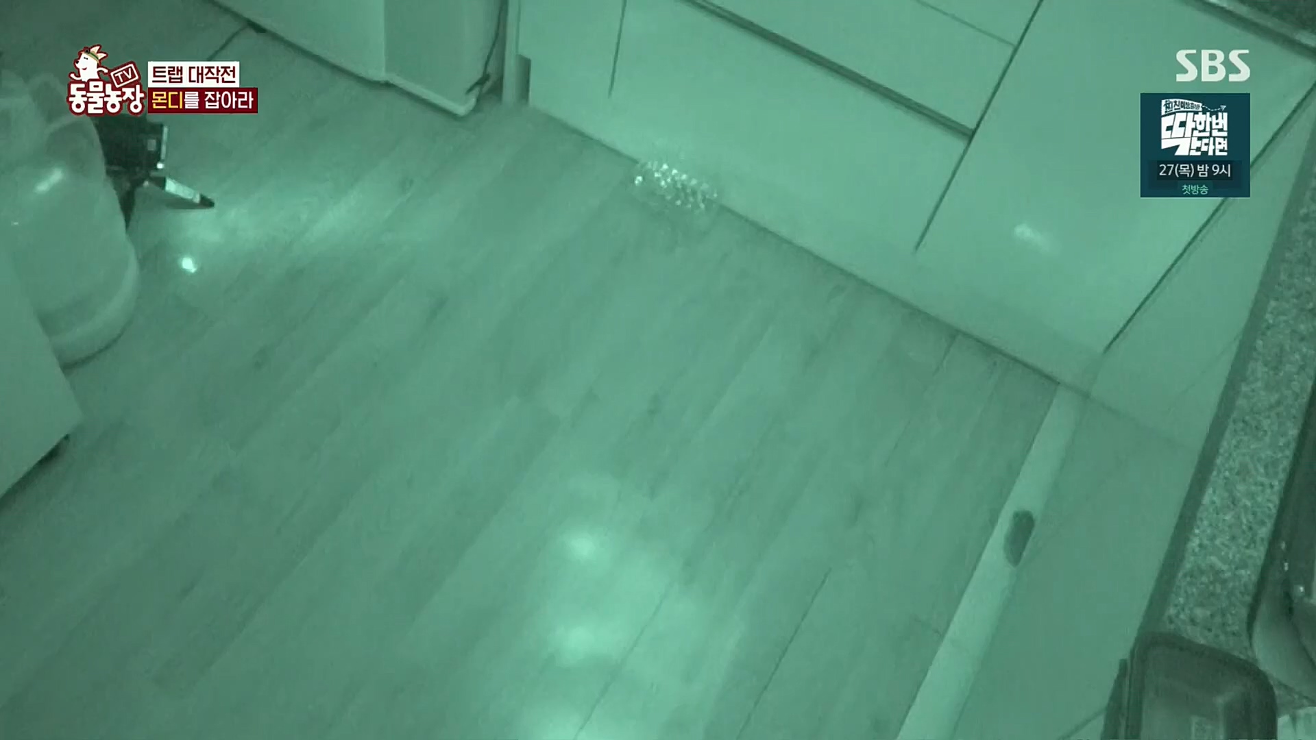 TV 동물농장.E1092.221023p.H264-F1RST.mp4_20221023_182740.056.jpg