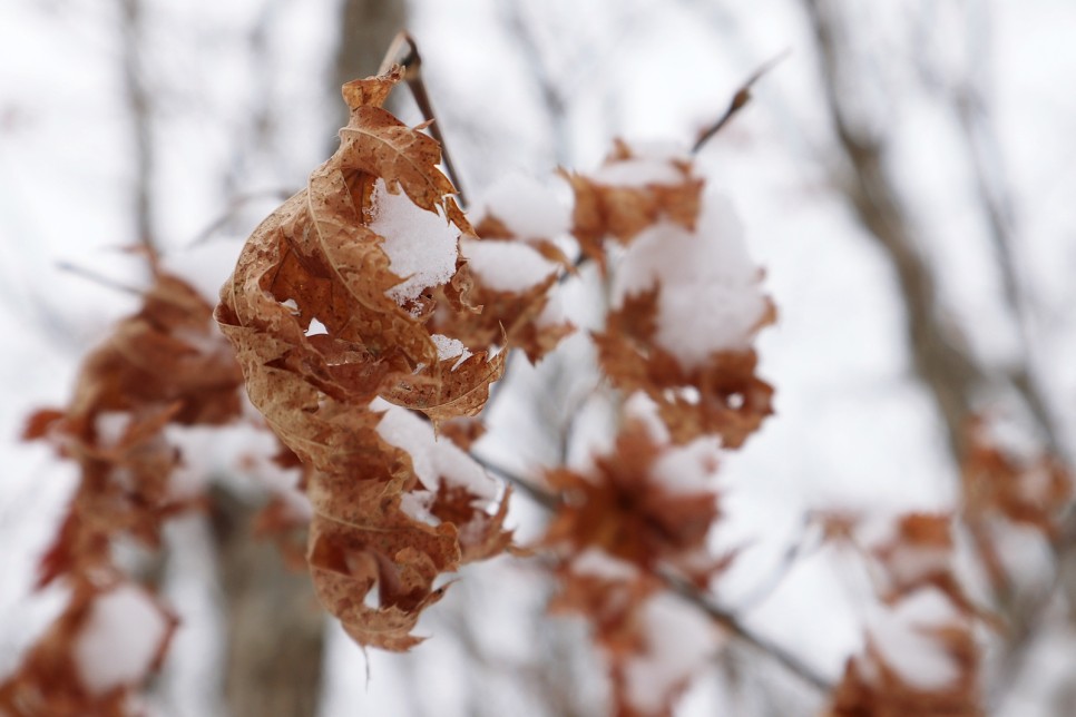 눈쌓인 겨울산 이미지 44