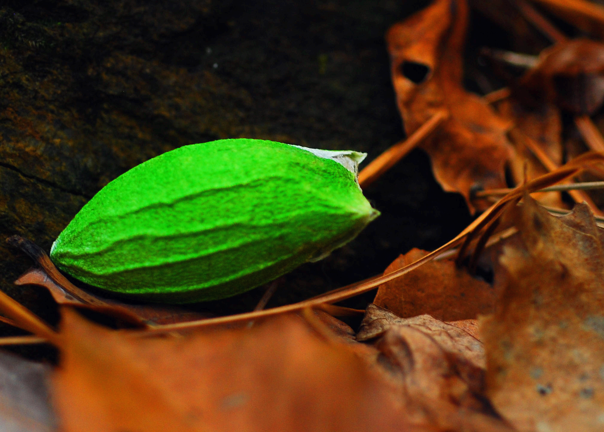 유리산누에나방고치 3