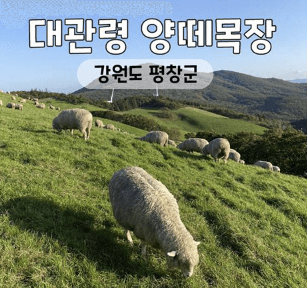 대관령 양때목장