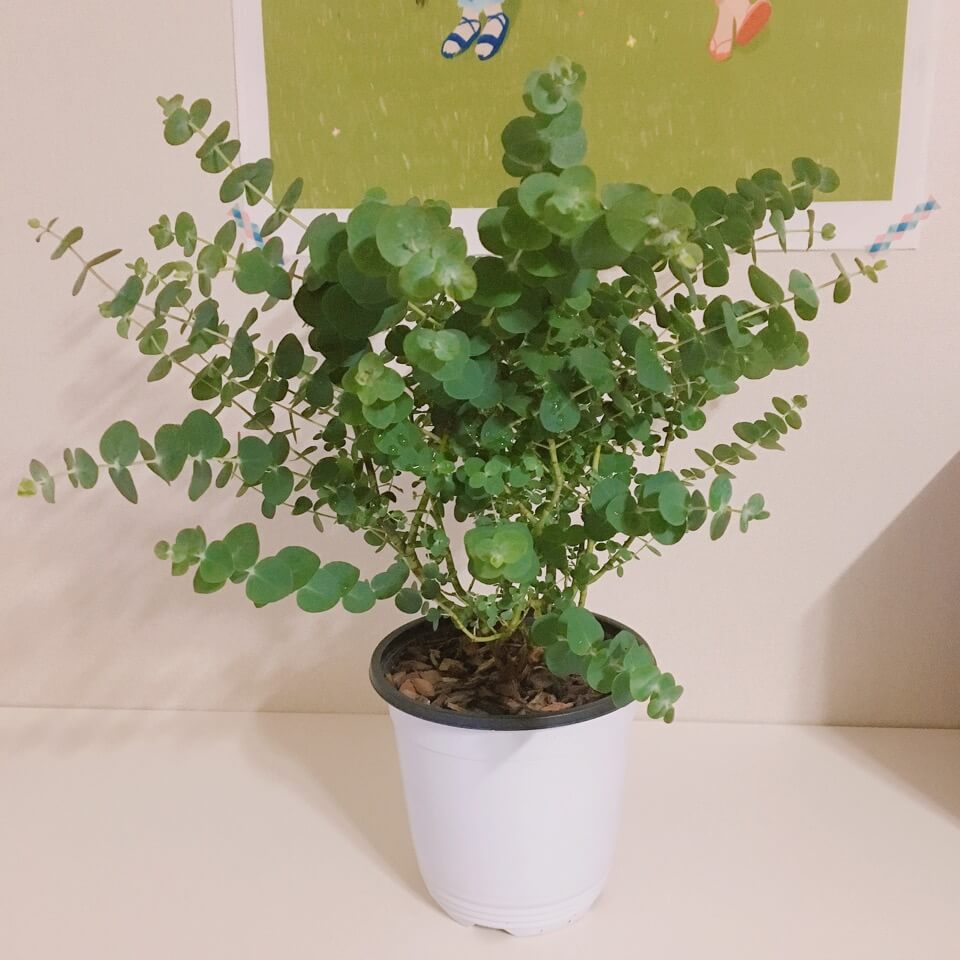 플라스틱 화분 사진