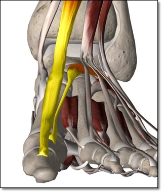 장무지신근과 단무지신근의 위치와 힘줄의 위치를 보여주는 사진