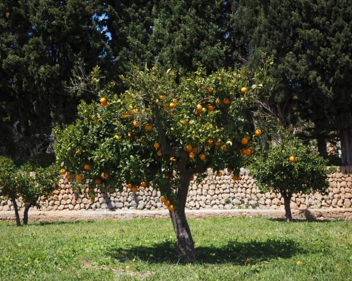 오렌지 나무 (Orange Tree)
