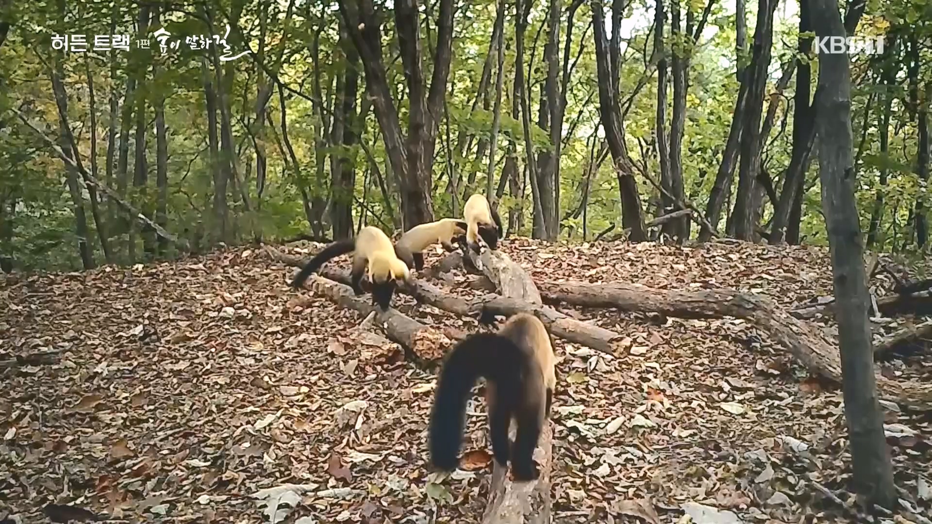 다큐 인사이트.E176.231214p.H264-F1RST.mp4_20231215_205445.879.jpg