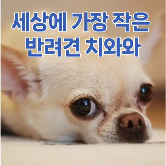 치와와