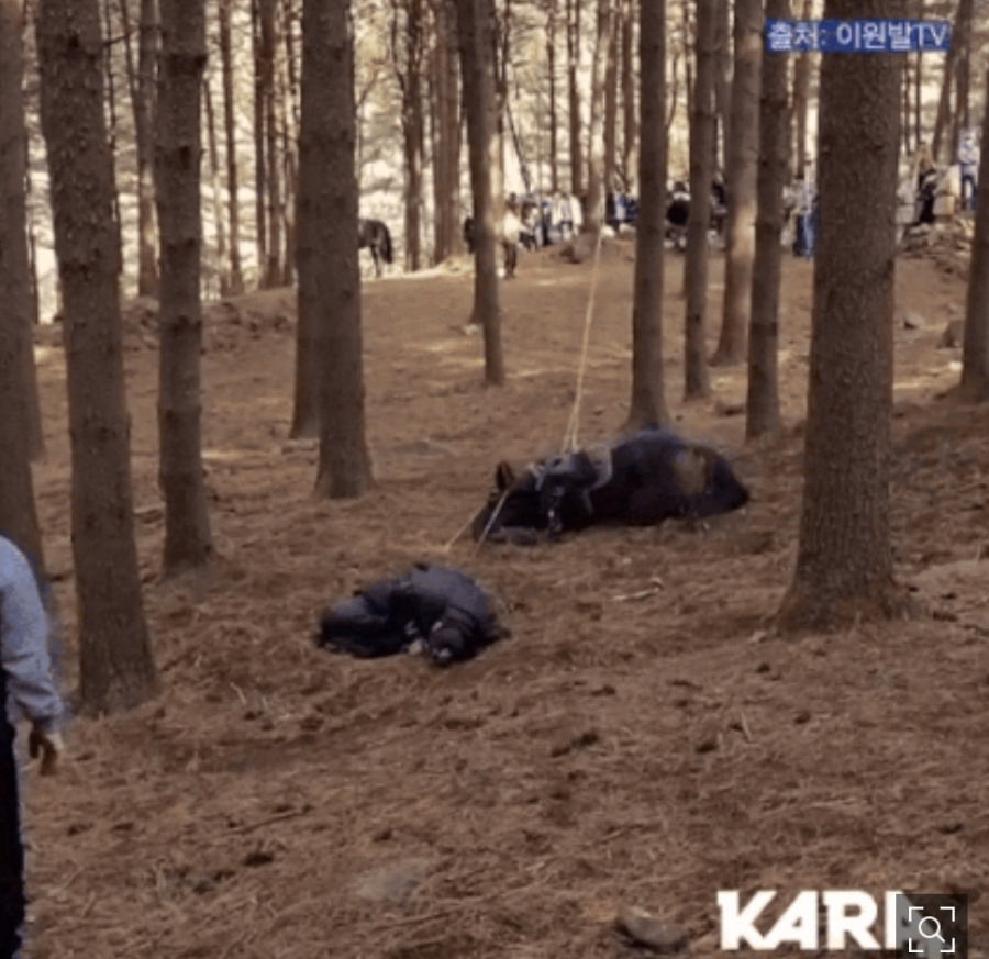 게시판 KBS 태종 이방원, 말 학대 논란, 카라 동물권행동 단체 고소장 5