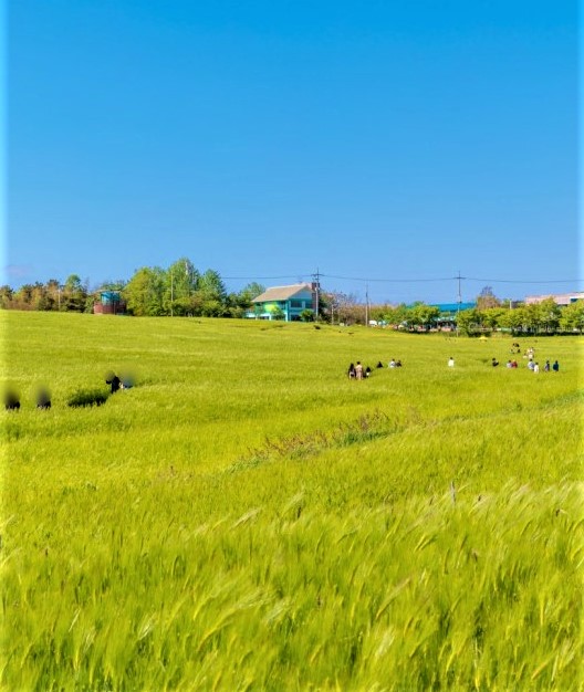 청보리축제_2023 고창청보리밭축제 13