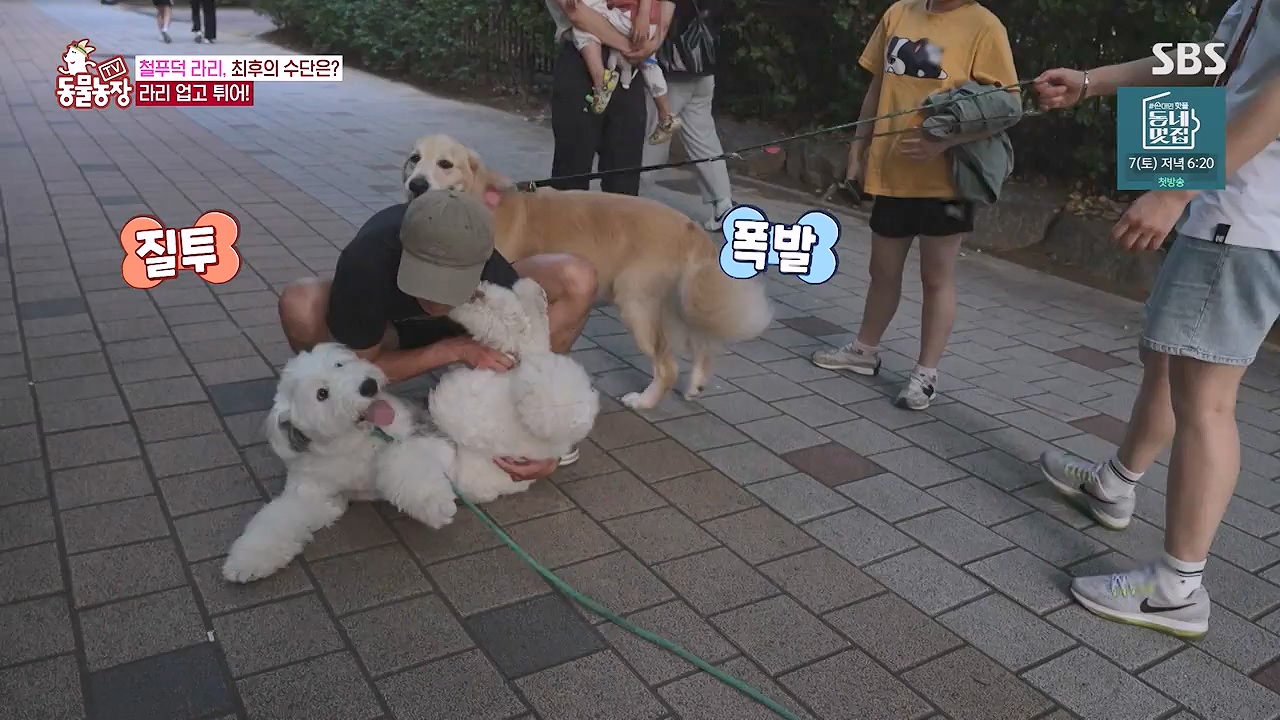 TV 동물농장.E1187.240902p-NEXT.mp4_20240901_155453.056.jpg