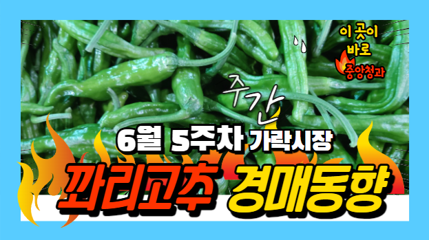  [경매사 주간보고] 2024년 6월 마지막주 가락시장 "꽈리고추" 주간 경매동향을 살펴보겠습니다!