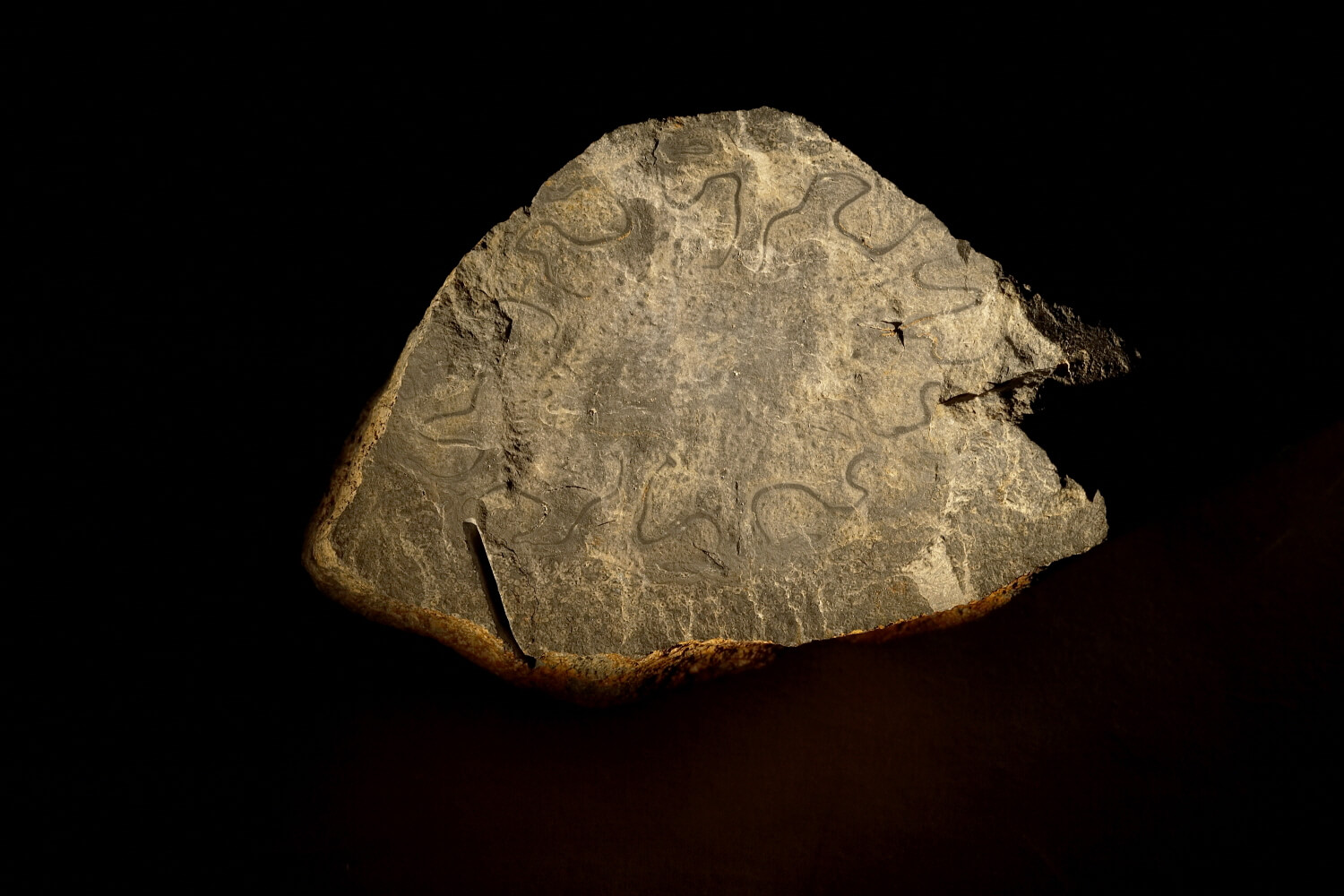 고사리의-조상-나무고사리화석