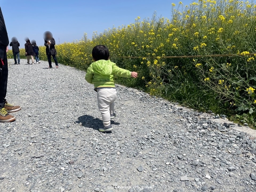 영산강 나주 유채꽃 나들이 2