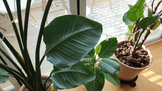 식물 인테리어로 뱅갈고무 나무 키우기 집에서 키우는 거실 반려 17