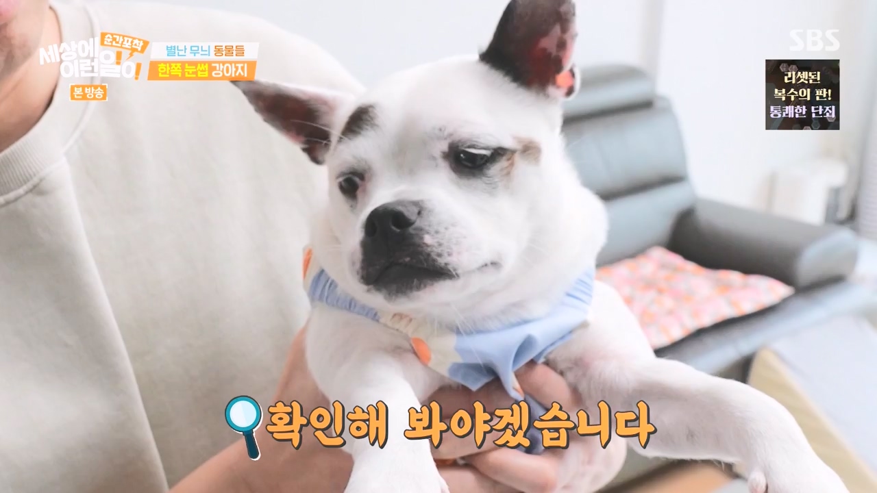 순간포착 세상에 이런일이.E1270.240324p-NEXT.mp4_20240324_164815.469.jpg