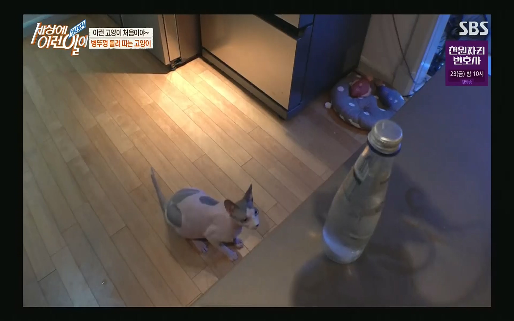 순간포착 세상에 이런일이.E1197p.H264-F1RST.mp4_20220914_202412.797.jpg