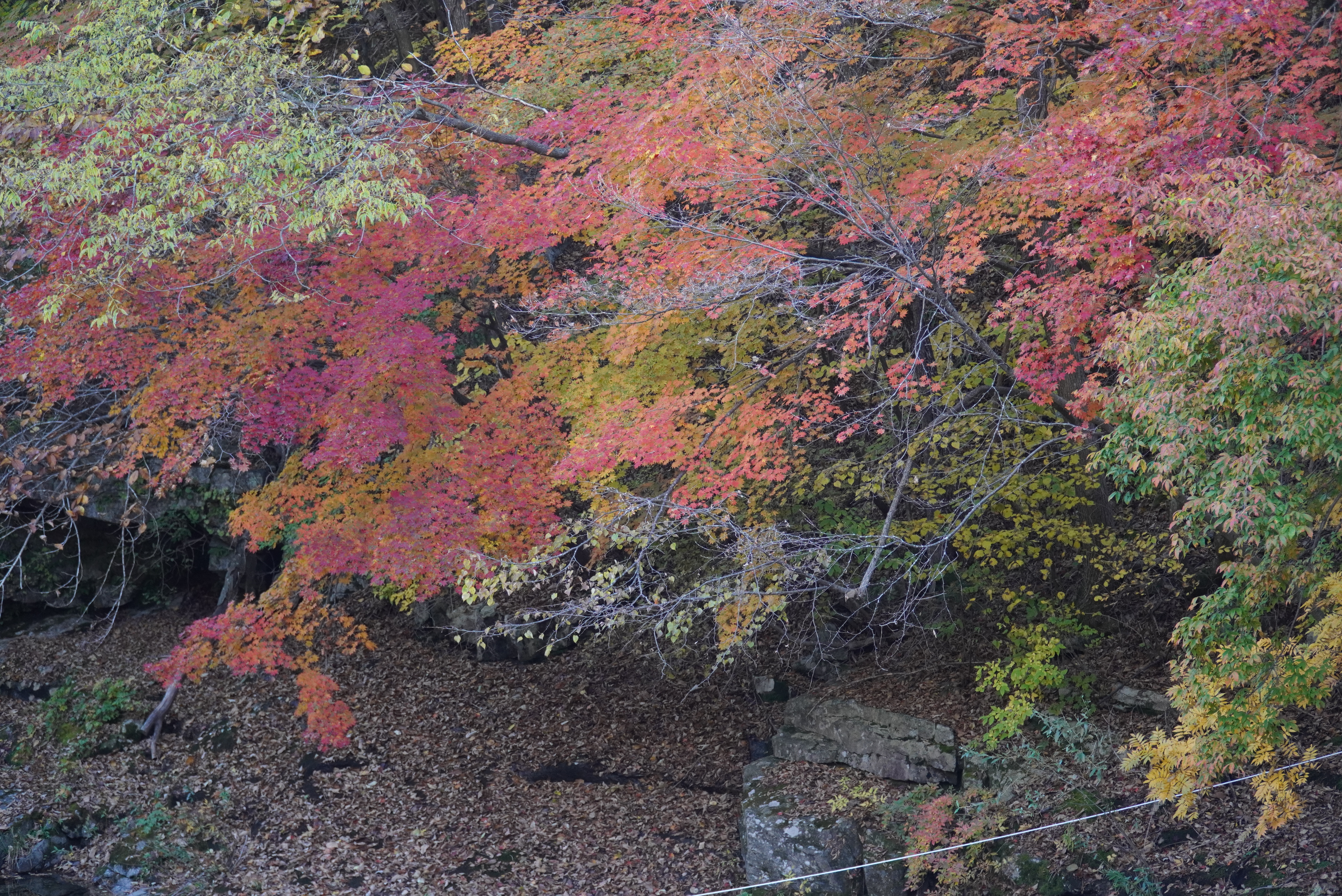 오대산 선재길 단풍, 등산코스, 월정사 상원사 버스, 주차