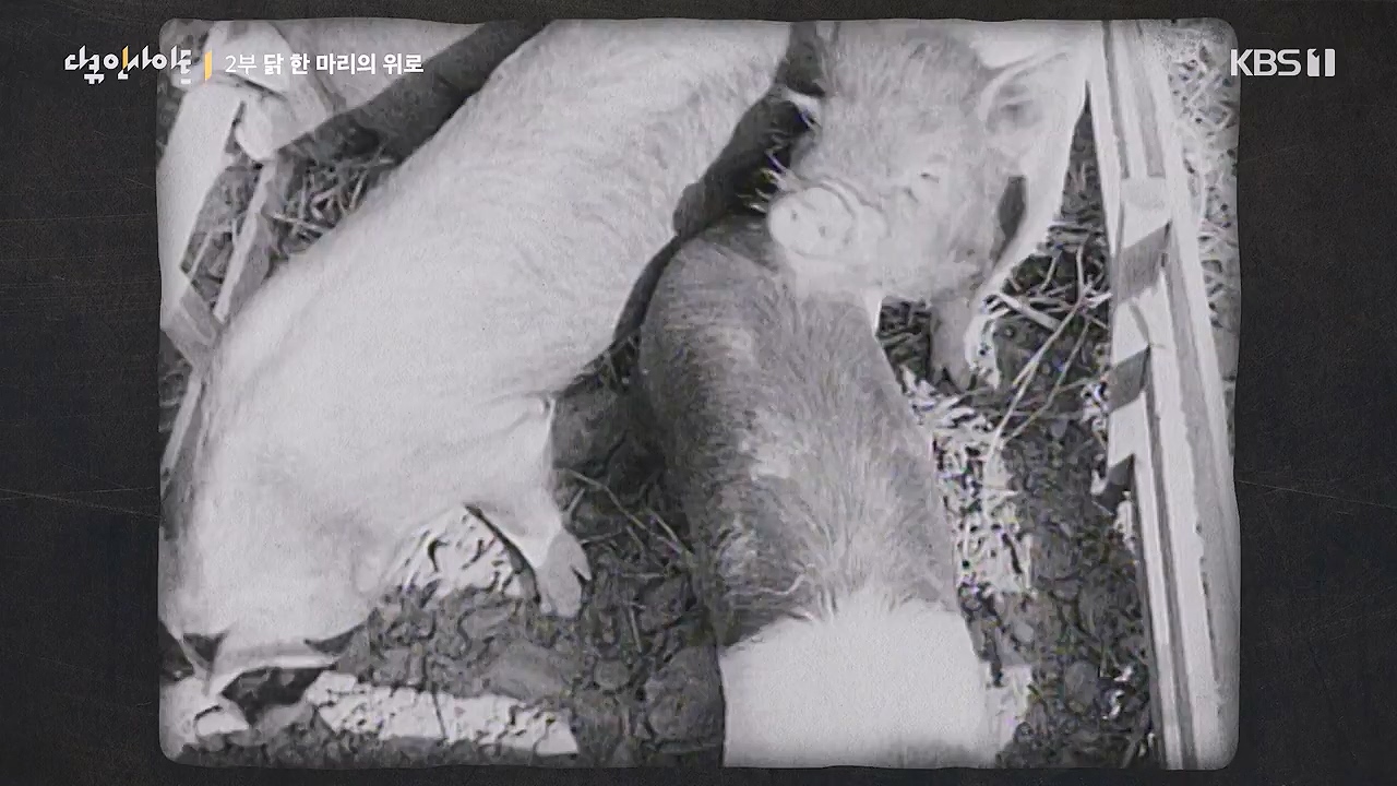 다큐 인사이트.E191.240532p-NEXT.mp4_20240601_163411.379.jpg