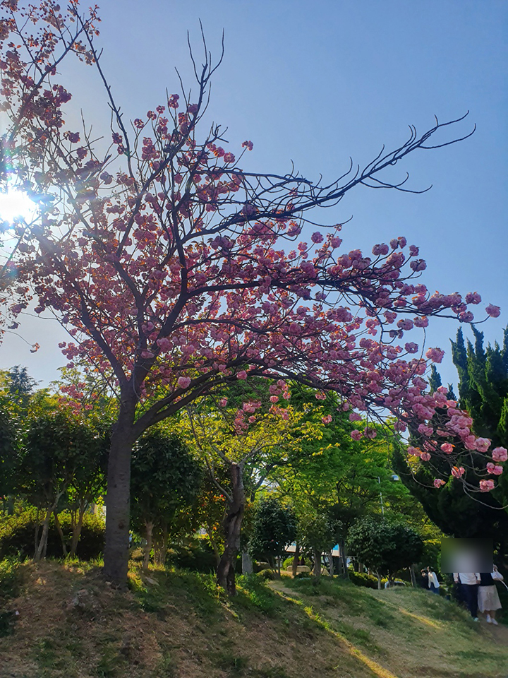 중앙공원 겹벚꽃