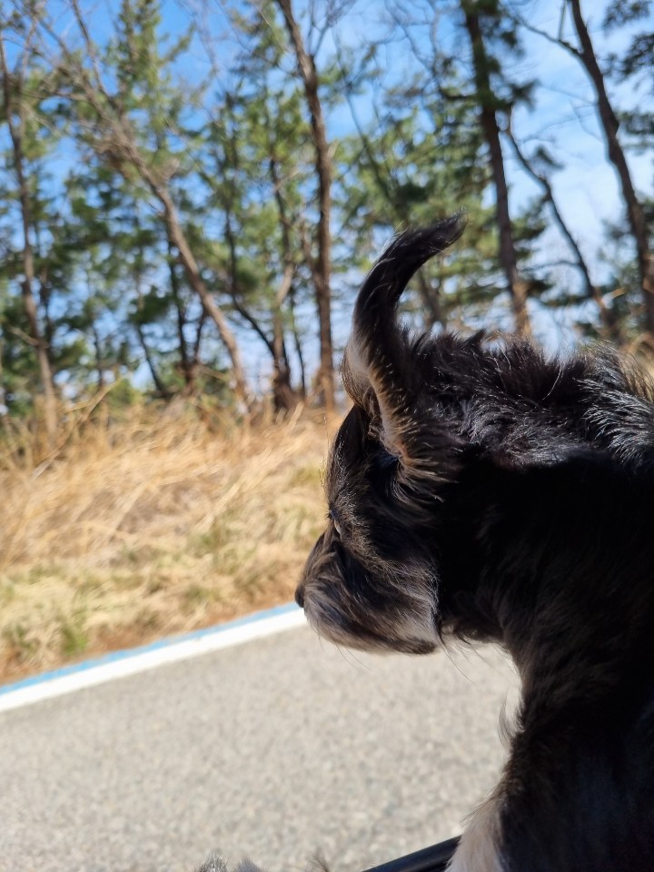 우리강아지 흑당이