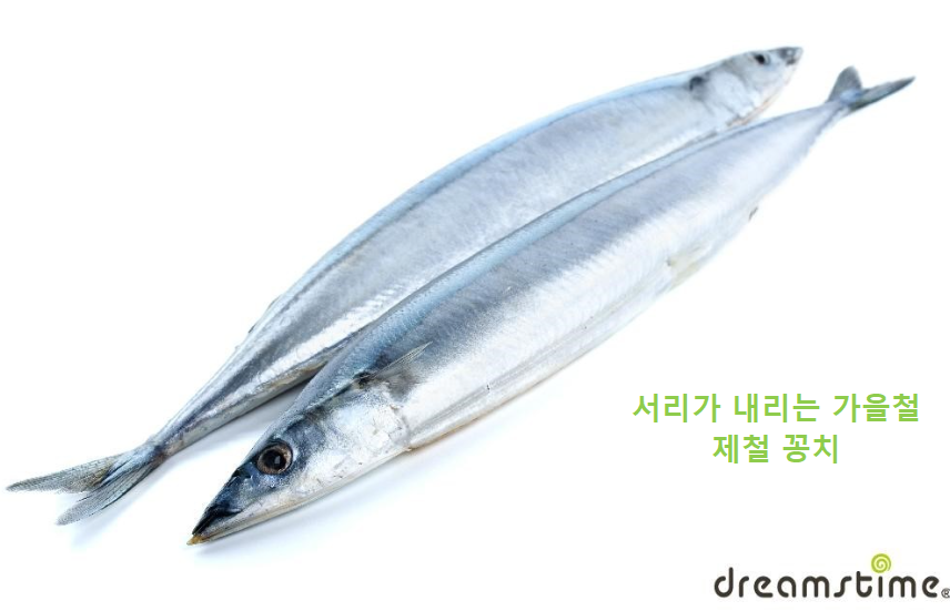 꽁치