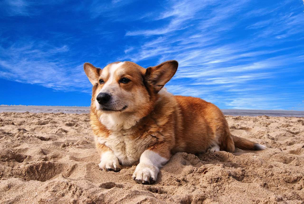 dog-photos