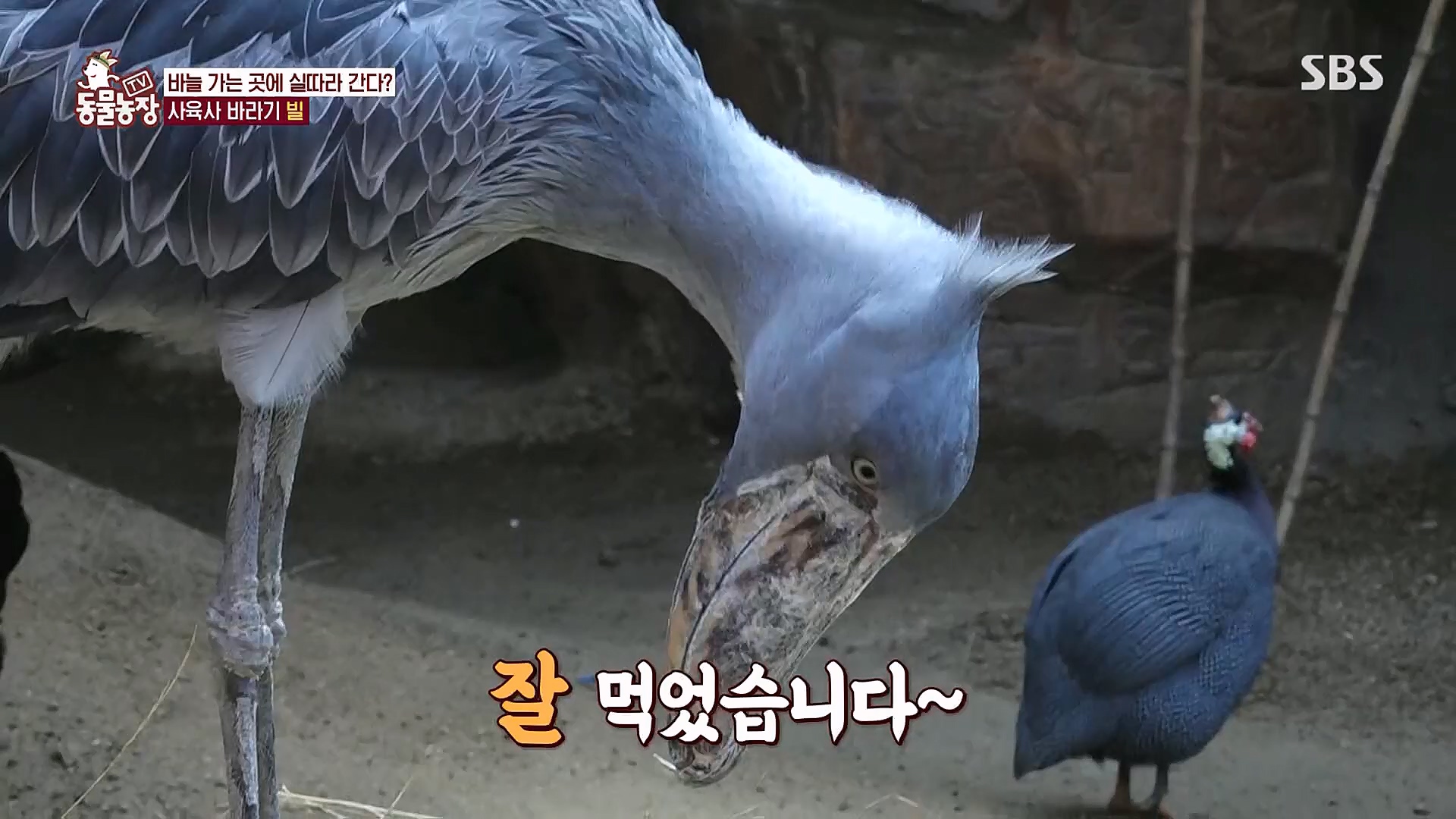 TV 동물농장.E1106.230129p.H264-F1RST.mp4_20230130_192735.820.jpg