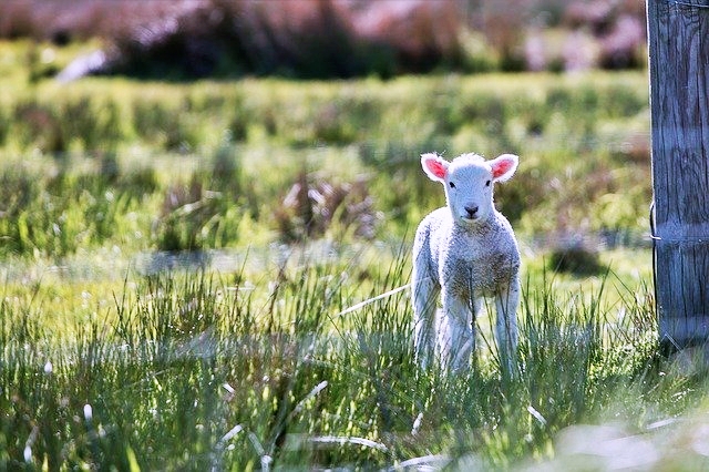 오늘의 운세 띠별 운세 양