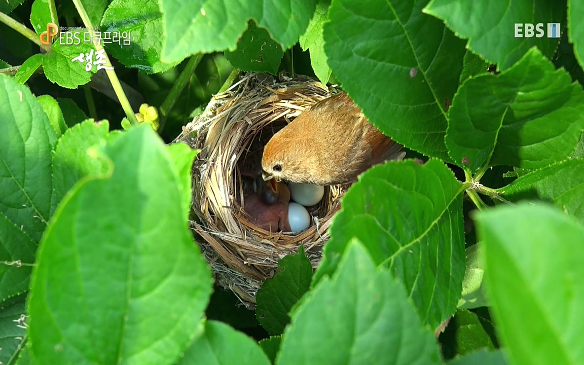 생존 3부_ EBS 다큐프라임_ 220629.avi_20220701_204317.298.jpg