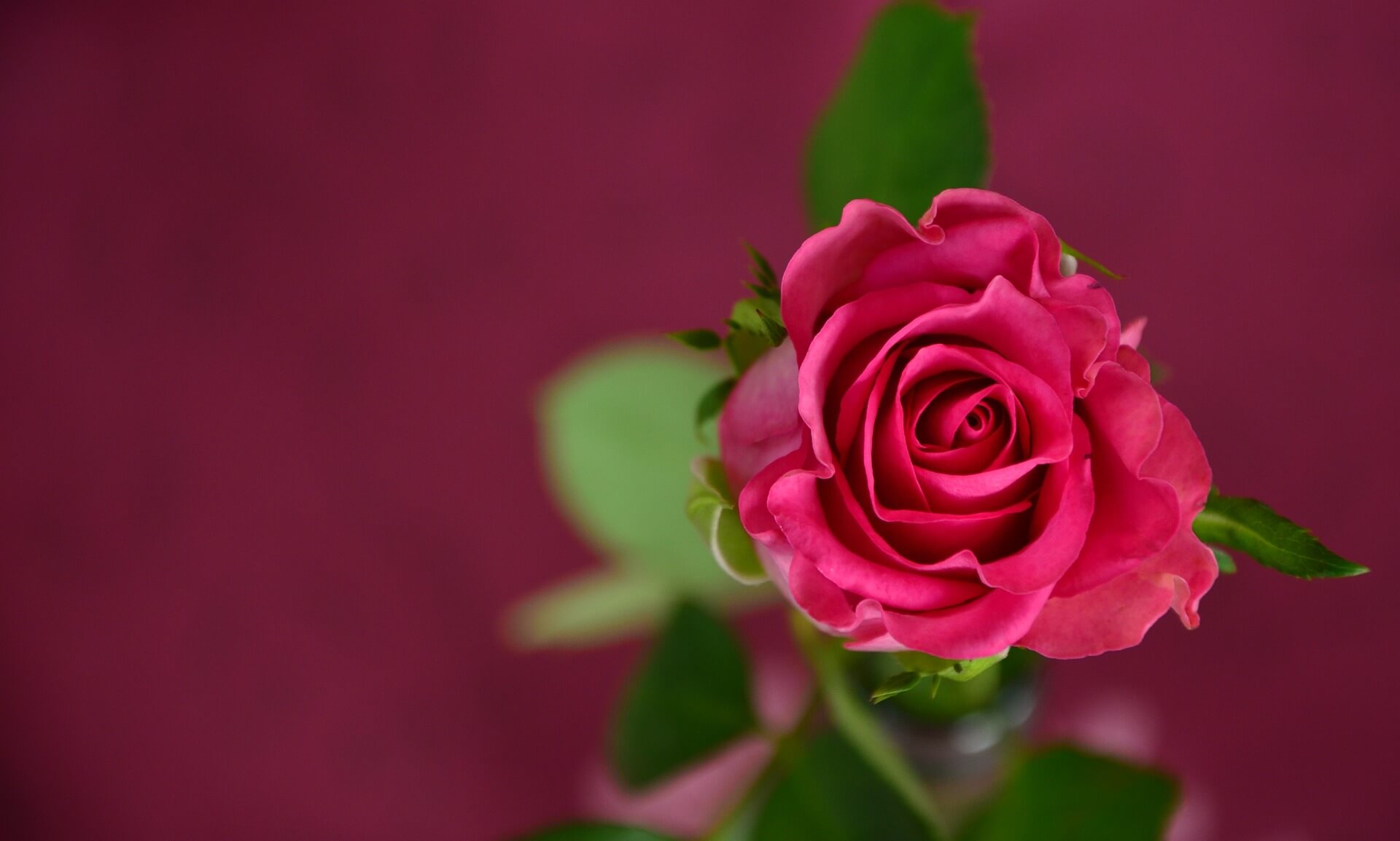 Pixabay 장미사진입니다.