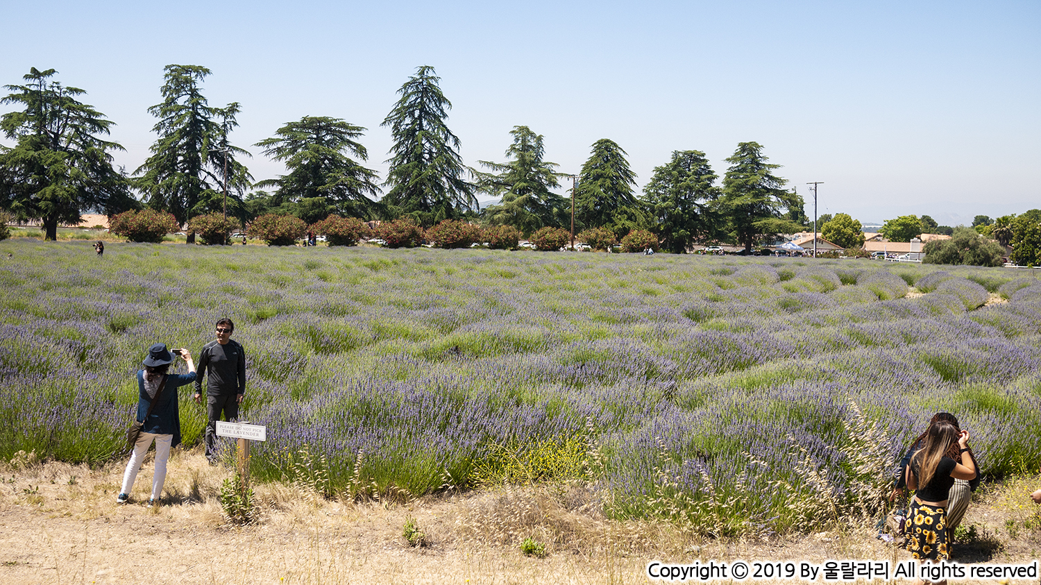 캘리포니아 라벤더 페스티발 lavender festival